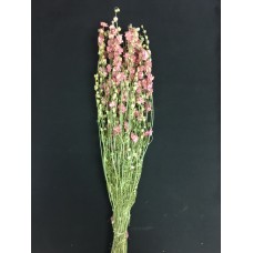 LARKSPUR  25"    PINK- 